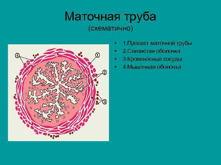 Маточная труба (схематично) • • 1. Просвет маточной трубы 2. Слизистая оболочка 3. Кровеносные