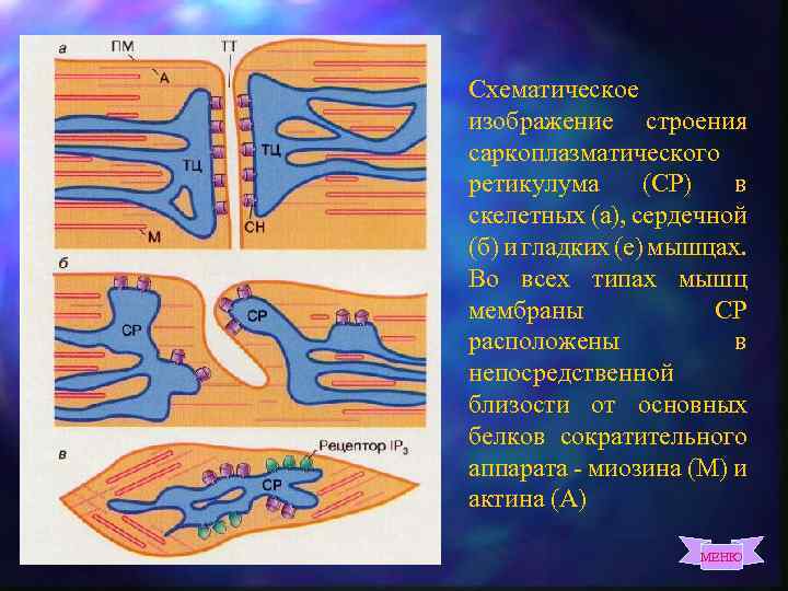 Схематическое изображение строения саркоплазматического ретикулума (СР) в скелетных (а), сердечной (б) и гладких (е)