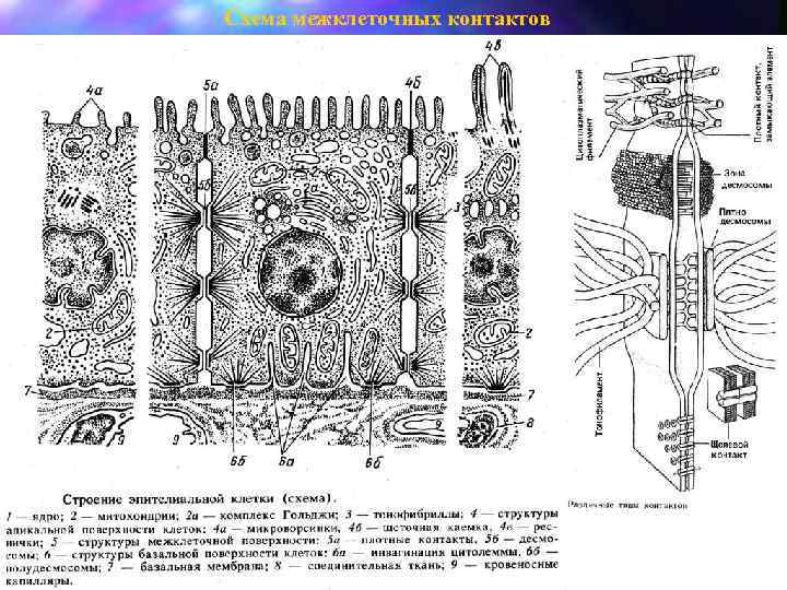 Схема межклеточных контактов 