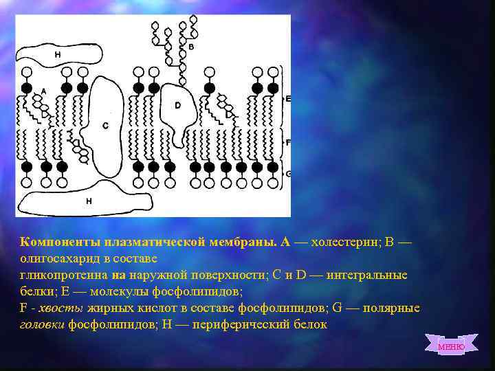 Компоненты плазматической мембраны. А — холестерин; В — олигосахарид в составе гликопротеина на наружной