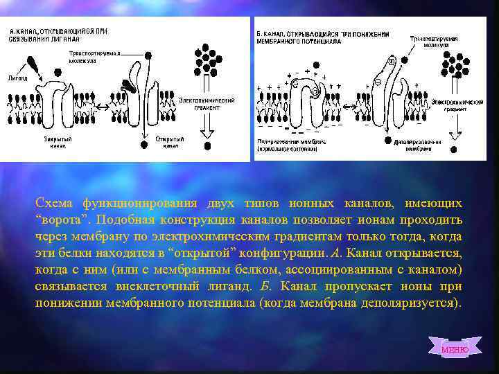 Схема функционирования двух типов ионных каналов, имеющих “ворота”. Подобная конструкция каналов позволяет ионам проходить