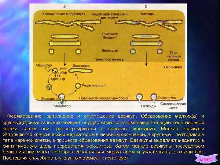Везикула. Механизм формирования везикул. Формирование секретной везикулы. Мелкие везикулы клетки. Матричных везикул.