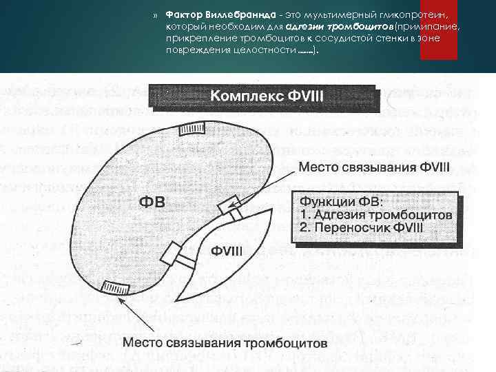 » Фактор Виллебраннда - это мультимерный гликопротеин, который необходим для адгезии тромбоцитов(прилипание, прикрепление тромбоцитов