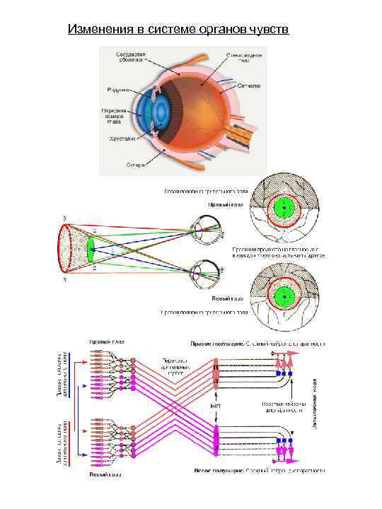 Изменения в системе органов чувств 