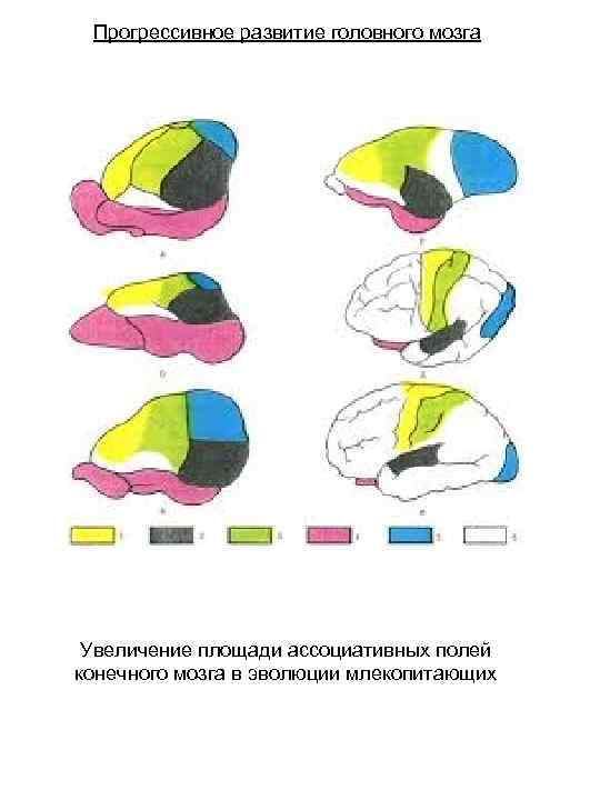 Прогрессивное развитие головного мозга Увеличение площади ассоциативных полей конечного мозга в эволюции млекопитающих 