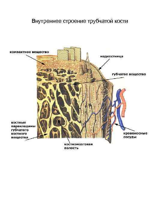 Компактное вещество. Строение трубчатой кости гистология. Строение диафиза трубчатой кости гистология. Микроскопическое строение кости 8 класс биология. Строение трубчатой кости препарат.