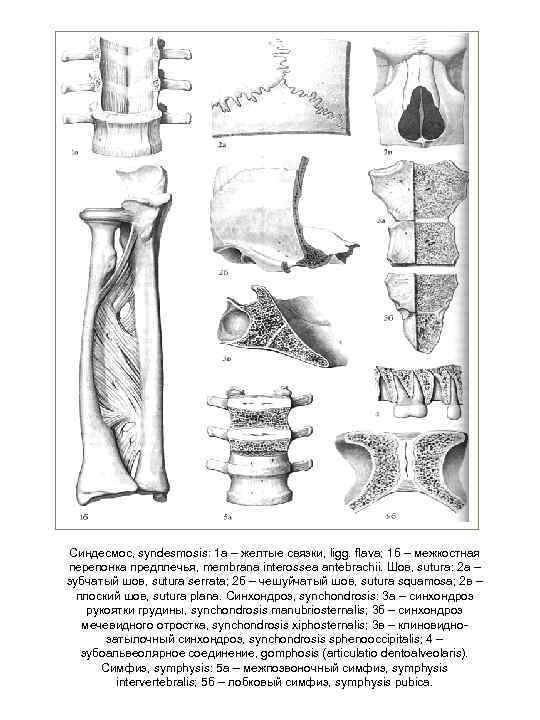 Синдесмос, syndesmosis: 1 а – желтые связки, ligg. flava; 1 б – межкостная перепонка