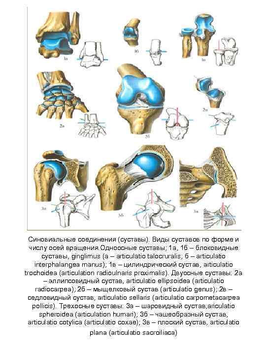 Виды суставов по осям. Типы суставов по форме суставных поверхностей. Типы суставов по числу суставных поверхностей. Одноосные и Многоосные суставы. Одноосные суставы.