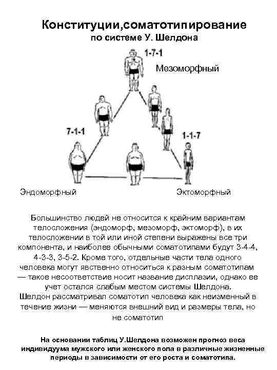 Конституции, соматотипирование по системе У. Шелдона Мезоморфный Эндоморфный Эктоморфный Большинство людей не относится к