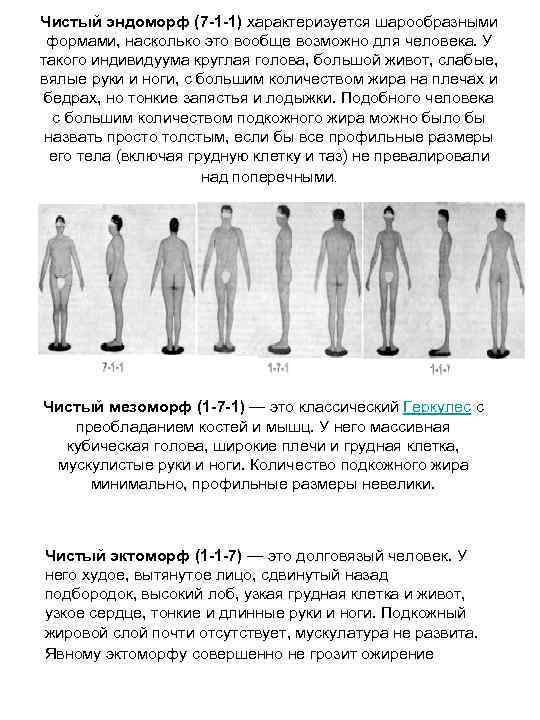 Чистый эндоморф (7 -1 -1) характеризуется шарообразными формами, насколько это вообще возможно для человека.