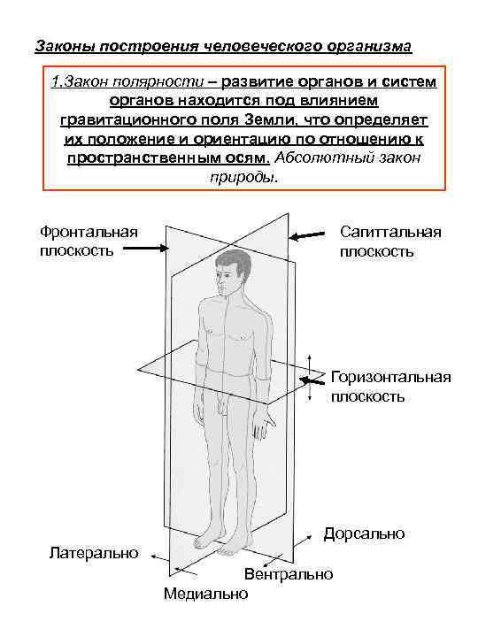 Законы построения человеческого организма 1. Закон полярности – развитие органов и систем органов находится