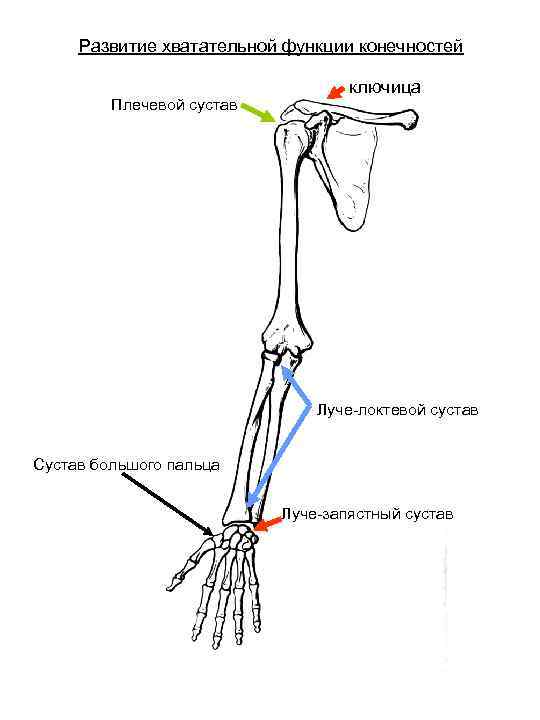 Развитие хватательной функции конечностей Плечевой сустав ключица Луче-локтевой сустав Сустав большого пальца Луче-запястный сустав