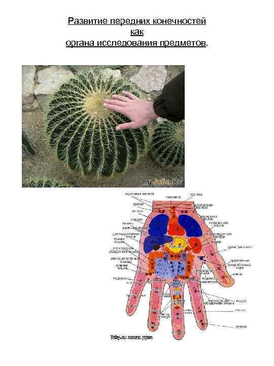 Развитие передних конечностей как органа исследования предметов. 