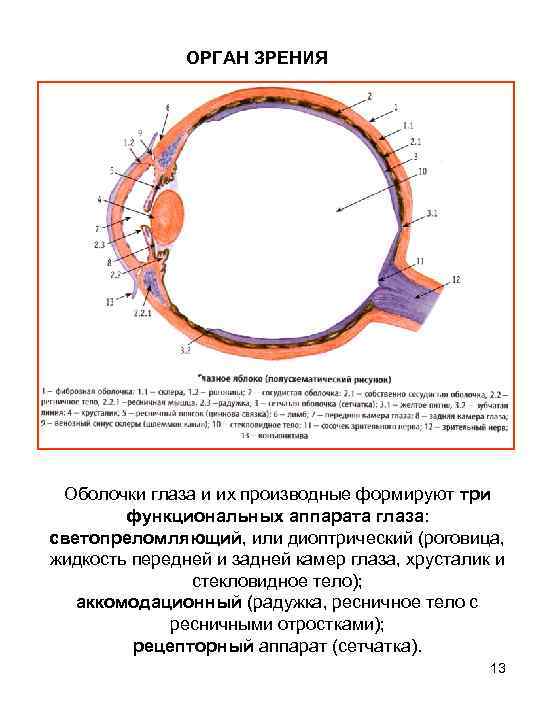 ОРГАН ЗРЕНИЯ Оболочки глаза и их производные формируют три функциональных аппарата глаза: светопреломляющий, или