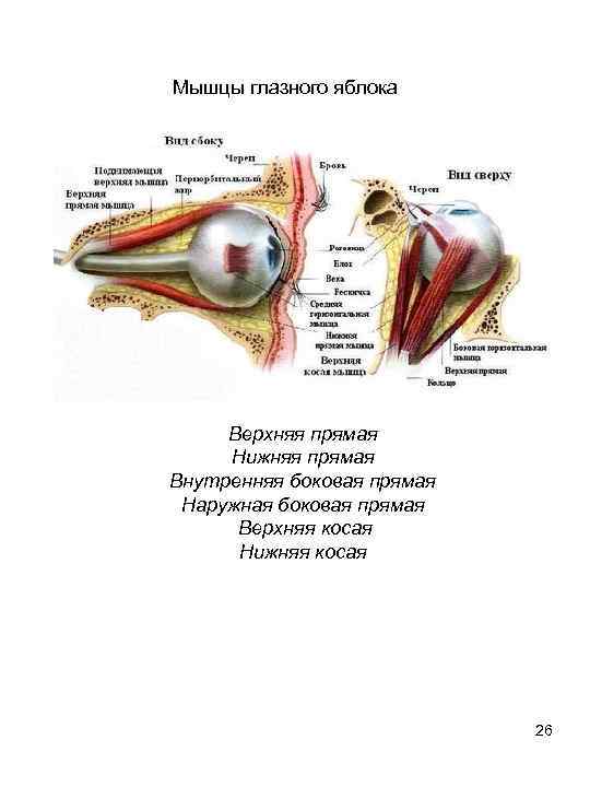 Мышцы глазного яблока Верхняя прямая Нижняя прямая Внутренняя боковая прямая Наружная боковая прямая Верхняя