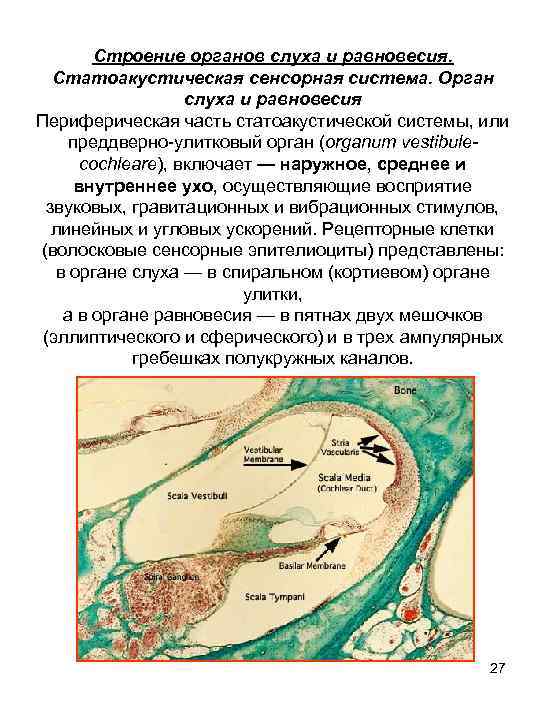Строение органов слуха и равновесия. Статоакустическая сенсорная система. Орган слуха и равновесия Периферическая часть