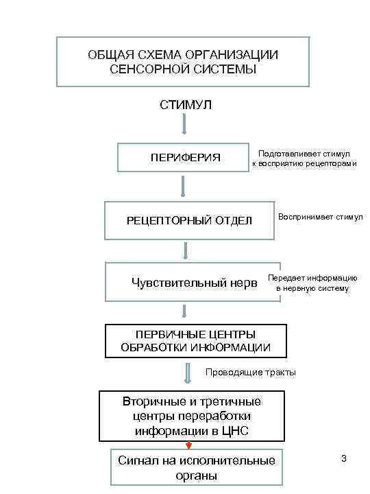 Общая схема сенсорной системы