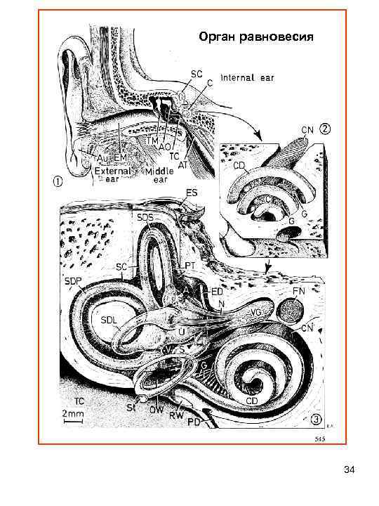 Орган равновесия 34 