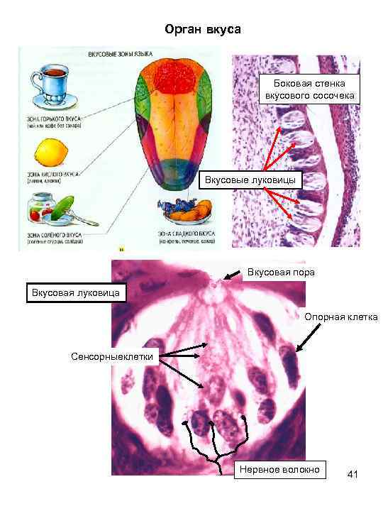 Орган вкуса Боковая стенка вкусового сосочека Вкусовые луковицы Вкусовая пора Вкусовая луковица Опорная клетка