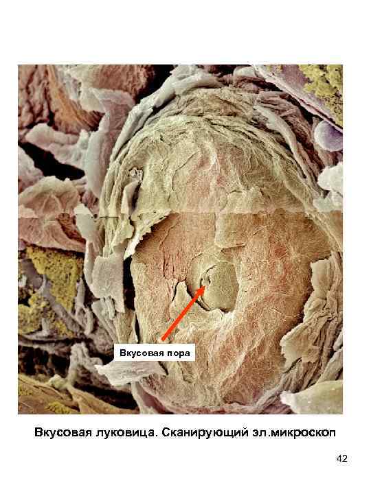 Вкусовая пора Вкусовая луковица. Сканирующий эл. микроскоп 42 