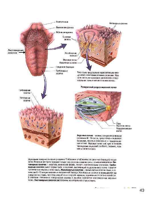 Листовидные сосочки 43 