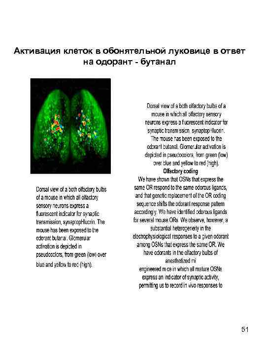 Активация клеток в обонятельной луковице в ответ на одорант - бутанал 51 