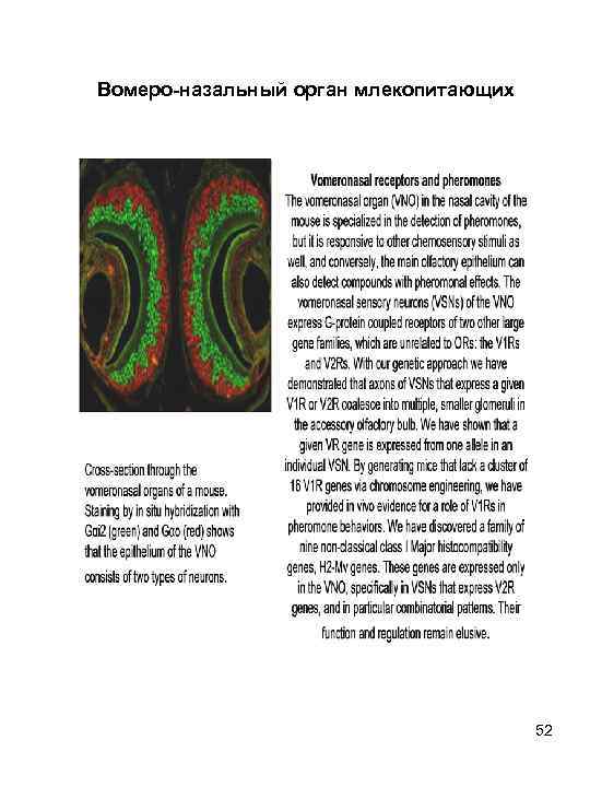 Вомеро-назальный орган млекопитающих 52 