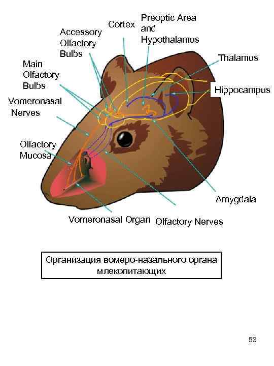 Main Olfactory Bulbs Preoptic Area Cortex and Accessory Hypothalamus Olfactory Bulbs Thalamus Hippocampus Vomeronasal