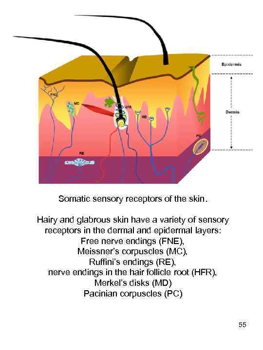 Somatic sensory receptors of the skin. Hairy and glabrous skin have a variety of
