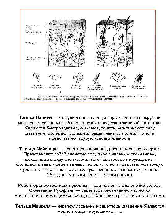 Тельца Пачини — капсулированные рецепторы давления в округлой многослойной капсуле. Располагаются в подкожно-жировой клетчатке.