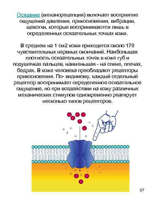 Осязание (механорецепция) включает восприятие ощущений давления, прикосновения, вибрации, щекотки, которые воспринимаются лишь в определенных