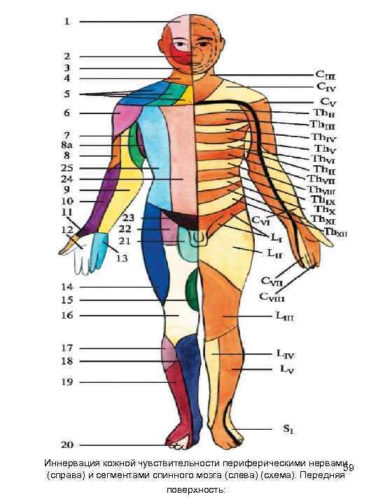 Иннервация кожной чувствительности периферическими нервами 59 (справа) и сегментами спинного мозга (слева) (схема). Передняя