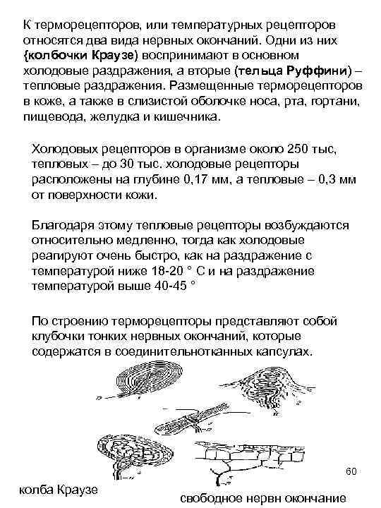 К терморецепторов, или температурных рецепторов относятся два вида нервных окончаний. Одни из них {колбочки