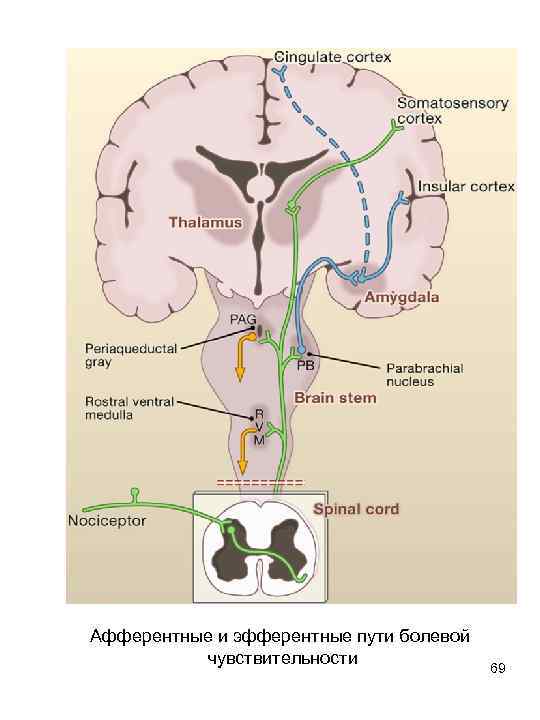 Афферентные и эфферентные пути болевой чувствительности 69 