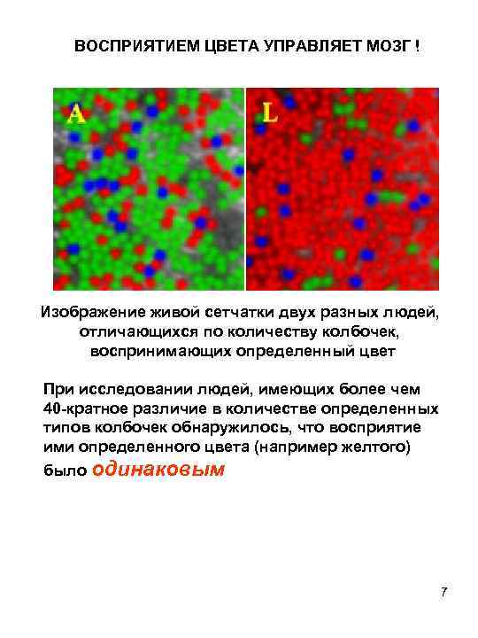 ВОСПРИЯТИЕМ ЦВЕТА УПРАВЛЯЕТ МОЗГ ! Изображение живой сетчатки двух разных людей, отличающихся по количеству