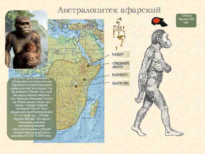 Австралопитек афарский ХАДАР СРЕДНИЙ АВАШ В 1974 г. Дои Джохансен обнаружил на территории Эфиопии