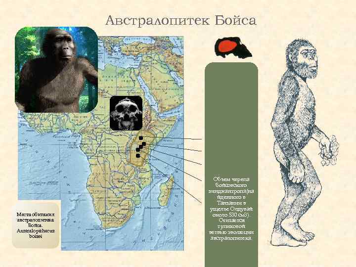 Австралопитек Бойса ОМО КООБИ ФОРА ЧЕСОВАНДЖА Места обитания австралопитека Бойса. Australopithecus boisei Объем черепа