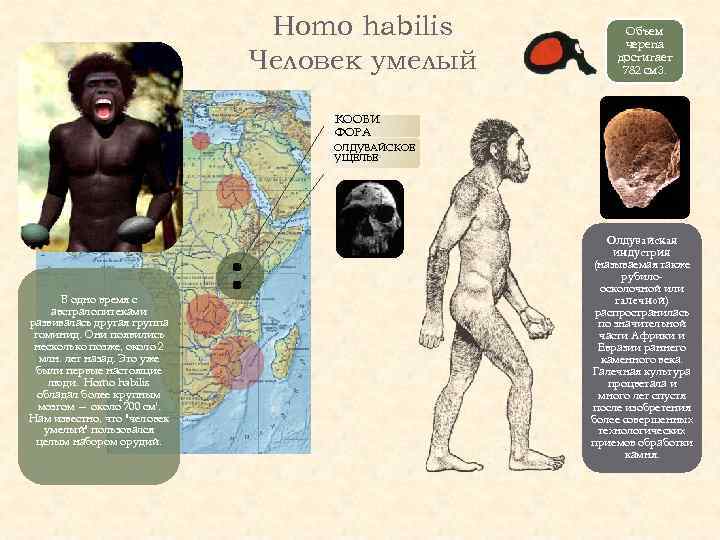 Homo habilis Человек умелый Объем черепа достигает 782 см 3. КООБИ ФОРА ОЛДУВАЙСКОЕ УЩЕЛЬЕ