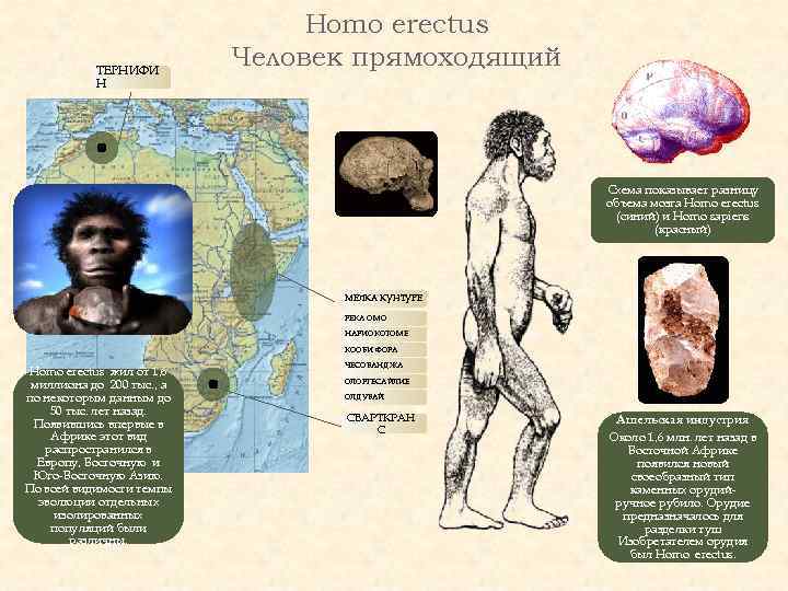 ТЕРНИФИ Н Homo erectus Человек прямоходящий Схема показывает разницу объема мозга Homo erectus (синий)