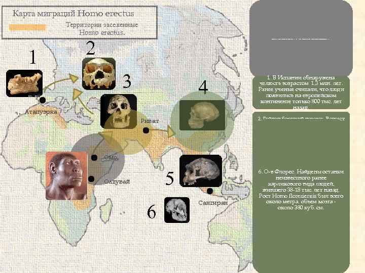 Карта миграций Homo erectus Территории заселенные Homo erectus. 1 2 Вероятный период существования человека