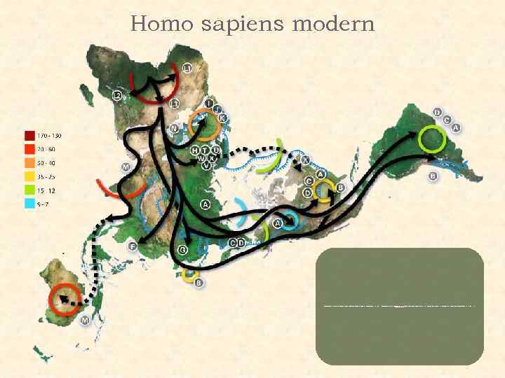 Homo sapiens modern Миграции Homo Sapiens. Древнейшие находки обнаружены в Африке - 195 000