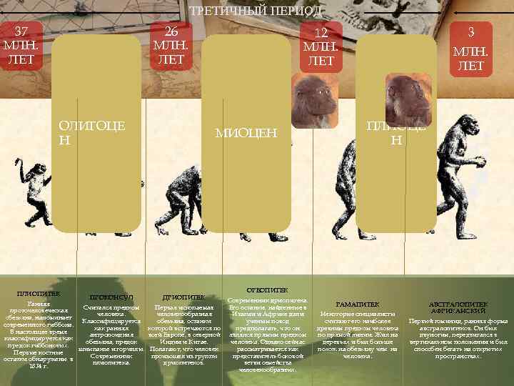 ТРЕТИЧНЫЙ ПЕРИОД 26 МЛН. ЛЕТ 37 МЛН. ЛЕТ ОЛИГОЦЕ Н ПЛИОПИТЕК ПРОКОНСУЛ МИОЦЕН ДРИОПИТЕК