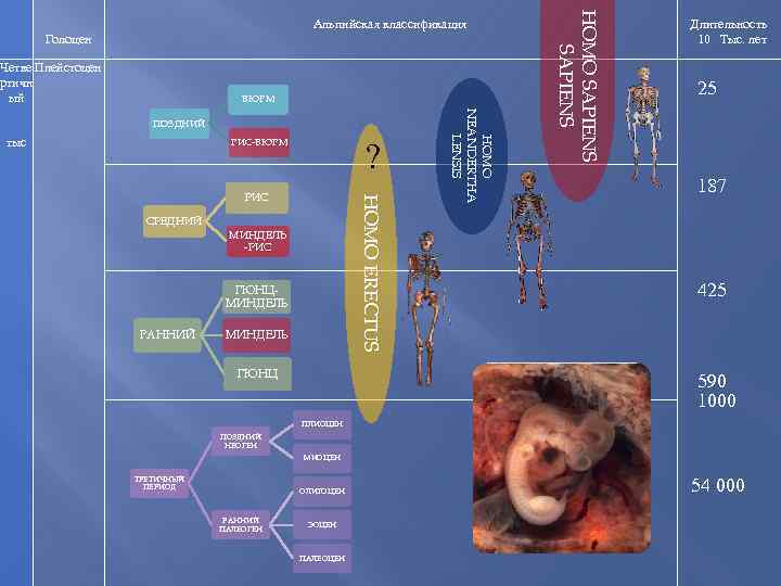 Голоцен Четве Плейстоцен ртичн ый ВЮРМ тыс РИС-ВЮРМ ? HOMO ERECTUS РИС СРЕДНИЙ МИНДЕЛЬ