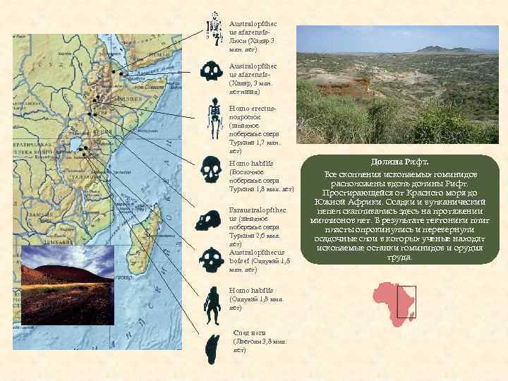 Australopithec us afarensis. Люси (Хадар 3 млн. лет) Australopithec us afarensis(Хадар, 3 млн. лет