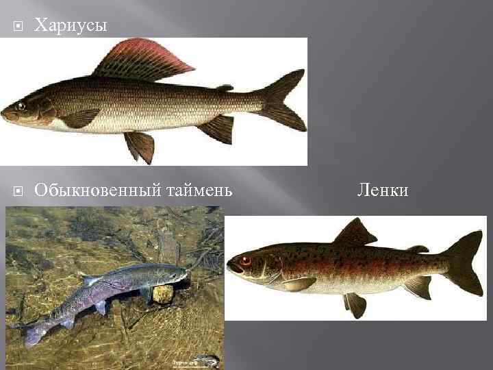  Хариусы Обыкновенный таймень Ленки 