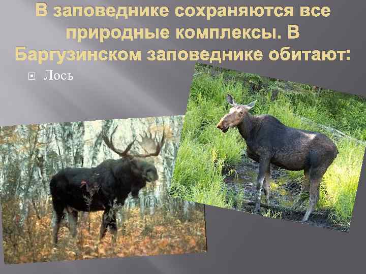 В заповеднике сохраняются все природные комплексы. В Баргузинском заповеднике обитают: Лось 