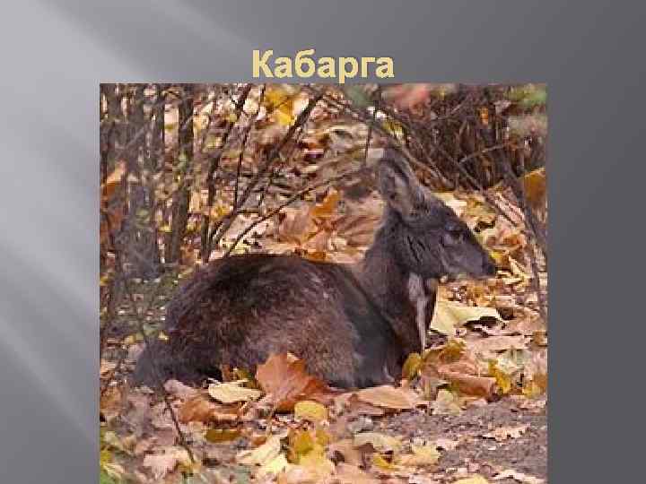 Кабарга 