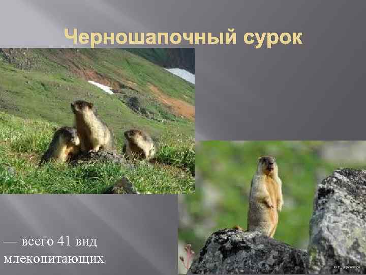 Черношапочный сурок — всего 41 вид млекопитающих 