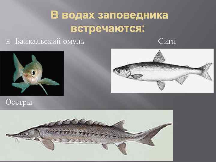 В водах заповедника встречаются: Байкальский омуль Осетры Сиги 