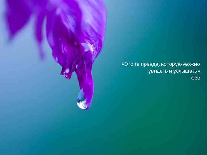 «Это та правда, которую можно увидеть и услышать» . Сёё 